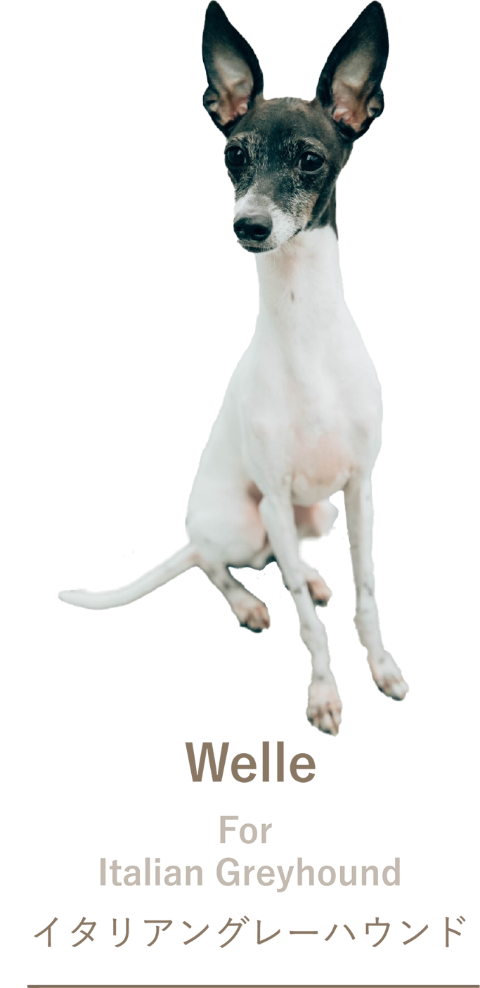 イタリアングレーハウンド