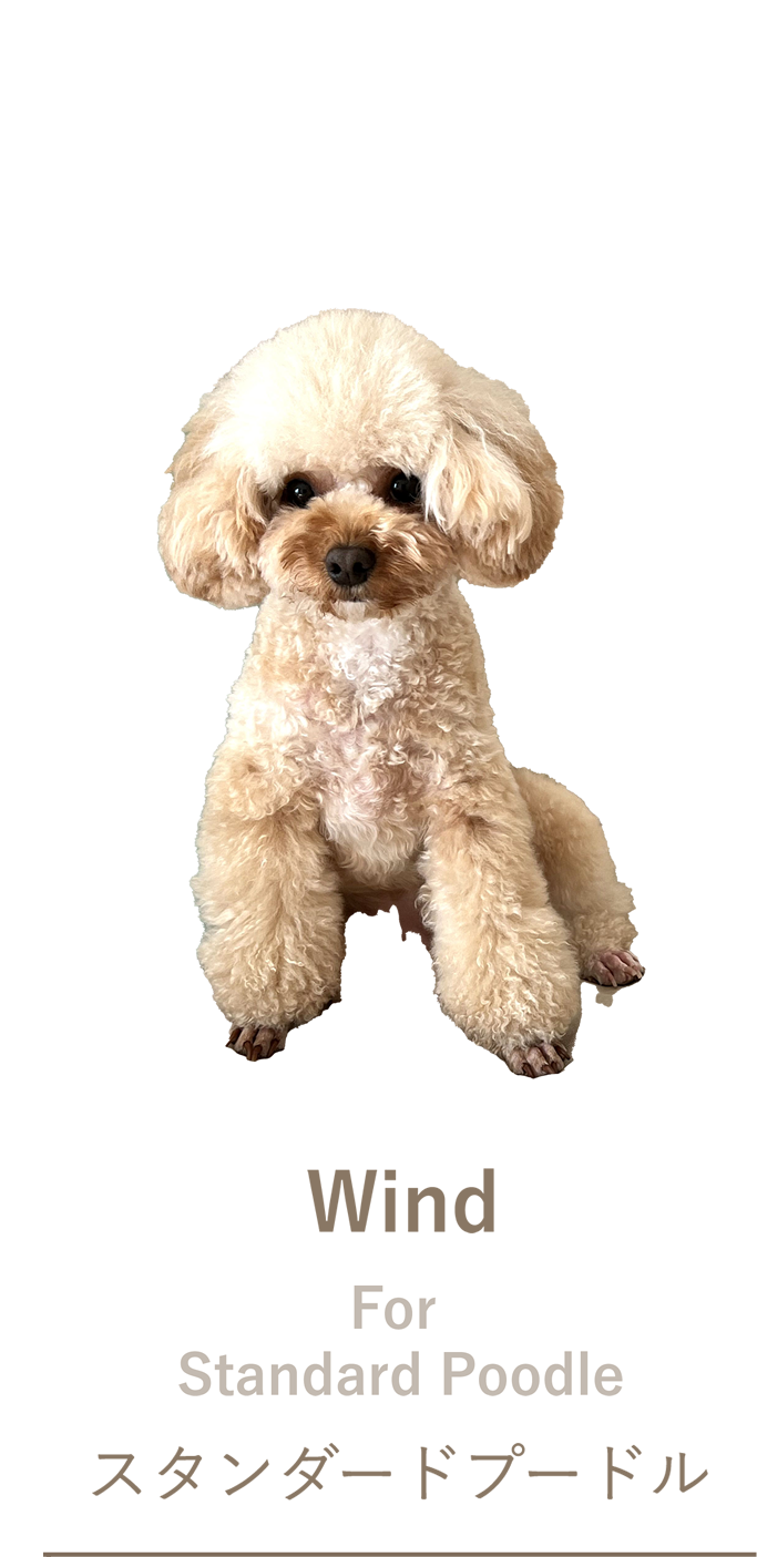 スタンダードプードル